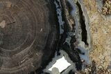 Petrified Wood (Schinoxylon) Limb Section - Blue Forest, Wyoming #371141-1